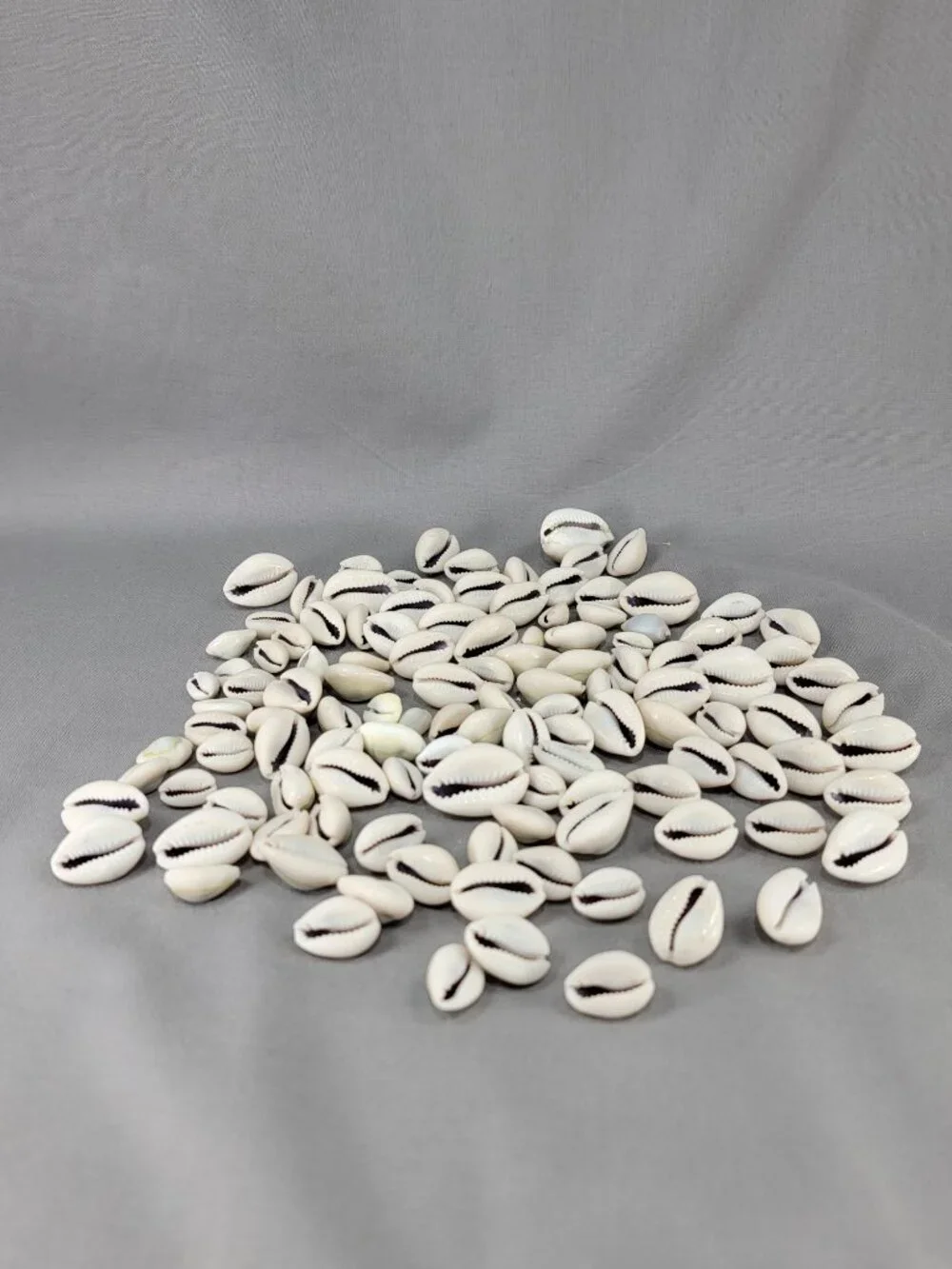 Cowrie Shell Seashell Nautical Beach Ocean Decor Crafts Lot